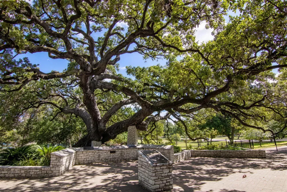 The original Founders' Oak, a centuries-old live oak spreading over a low limestone wall in Landa Park, New Braunfels